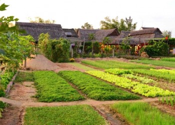 Làng Rau Trà Quế Hội An: Nét đẹp dung dị, điểm du lịch quốc tế