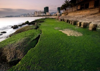 Bãi rêu Nha Trang: Khám phá vẻ đẹp hoang sơ, mê hoặc lòng người