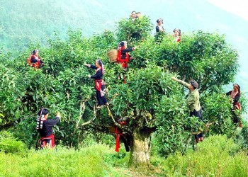 Chè Xanh Mộc Châu: Hương vị tinh hoa Tây Bắc – Nét đẹp truyền thống và sự tinh tế của vùng đất cao nguyên