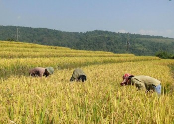 Hồ Thầu, Hoàng Su Phì: Nét đẹp bất tận của ruộng bậc thang