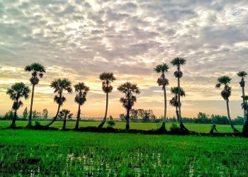 Thốt Nốt An Giang: Quà tặng ngọt ngào từ thiên nhiên, hương vị quê hương