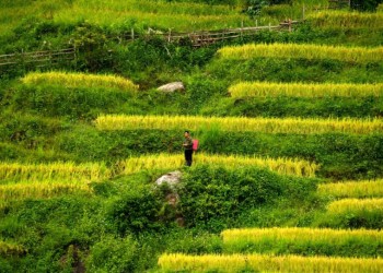 Sắc màu vùng cao rực rỡ tại chợ phiên Y Tý