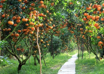 Tây Ninh: Thiên đường trái cây cho tín đồ du lịch ẩm thực