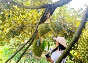 Vườn trái cây Lái Thiêu Bình Dương: Nơi trái cây ngon, rẻ, du lịch trải nghiệm lý tưởng!