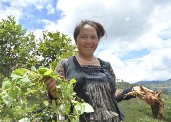 Lẩu gà lá sâm: Thưởng thức hương vị thơm ngon, bổ dưỡng từ thiên nhiên