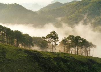 Khám phá cung đường đồi thông Phương Bối Bảo Lộc: Nét xanh mát giữa lòng cao nguyên