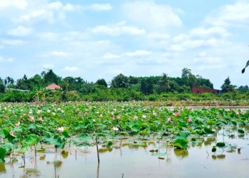 Châu Thành, Bến Tre: Khám phá nét đẹp hoang sơ, trải nghiệm du lịch sinh thái xứ dừa