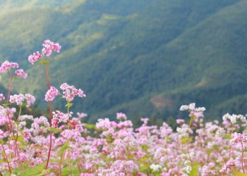 Mùa hoa tam giác mạch Hà Giang: Lãng mạn, thơ mộng, sắc màu rực rỡ