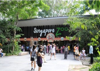 Gặp Gỡ Cặp Gấu Trúc Quốc Bảo Đáng Yêu Tại Singapore Zoo