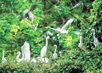 Vườn cò Tân Long: Nơi thiên nhiên thanh bình, trù phú