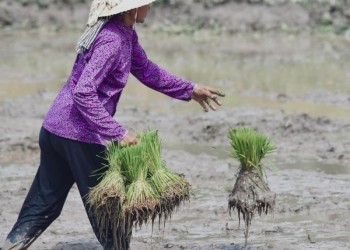 Tết cổ truyền Senl Donta: Nét độc đáo văn hóa của người Khmer