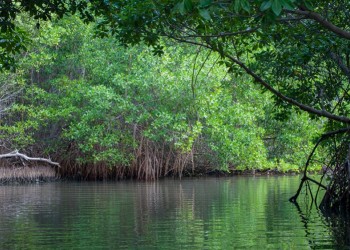 Cồn Ông Trang: Nét đẹp hoang sơ giữa dòng sông Cửa Lớn, điểm đến hấp dẫn cho du khách yêu thiên nhiên.