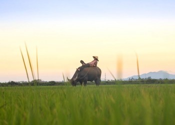 Hội An: Vẻ đẹp yên bình và đáng nhớ của làng quê cổ kính