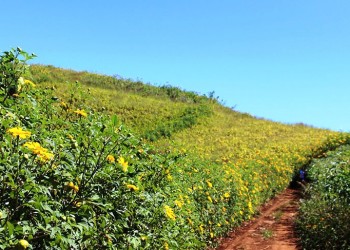 Gia Lai: Hoa dã quỳ rực rỡ dưới chân núi lửa