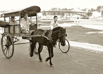 Phiêu lưu trên lưng ngựa khám phá Bến Tre: Chuyến du lịch độc đáo cho tâm hồn