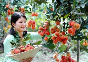 Vườn trái cây Cái Mơn: Thoáng mát, ngọt ngào, giải nhiệt lý tưởng ngày nắng nóng