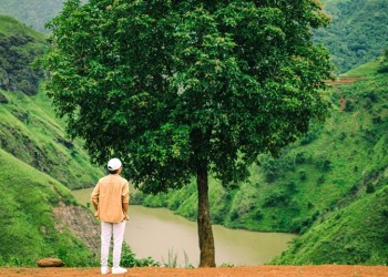 Cây Cô Đơn Tà Xùa: Biểu tượng sự cô đơn giữa núi rừng hùng vĩ