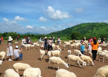 Cắm trại Vũng Tàu 2N1Đ: Thám hiểm Mũi Nghinh Phong, tận hưởng biển xanh, cát trắng