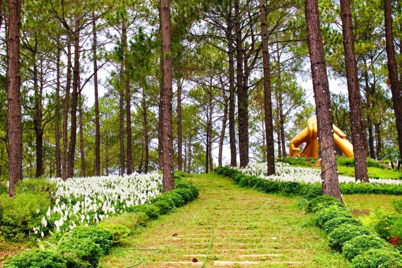 Rừng Thông Bản Áng cách trung tâm Mộc Châu chỉ 2km, thuận tiện cho du khách.