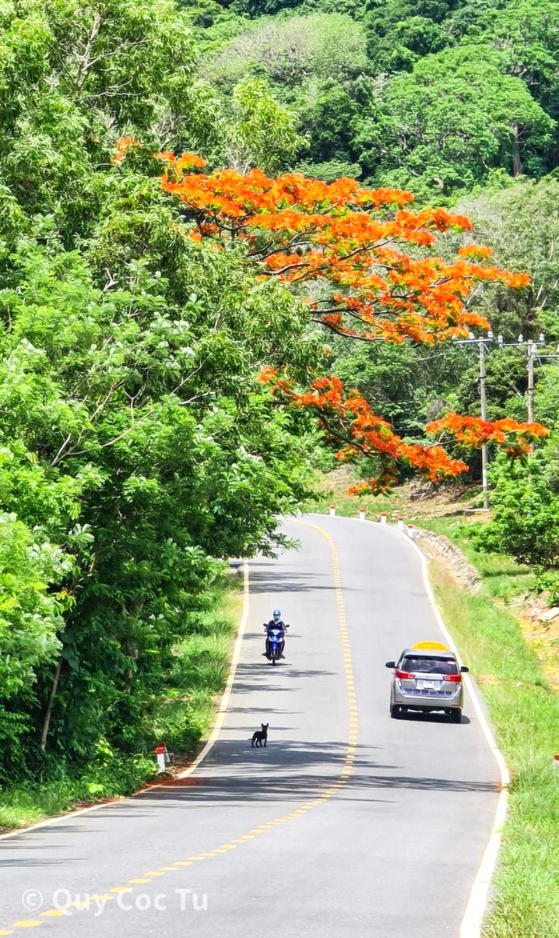 Dốc từ sân bay về trung tâm Côn Đảo (3,4km) nay rực rỡ sắc phượng đỏ, tô điểm thêm vẻ đẹp thơ mộng cho con đường xanh mát.