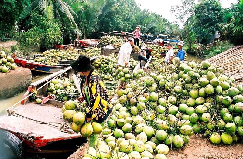 Chợ nổi đầy ắp dừa.