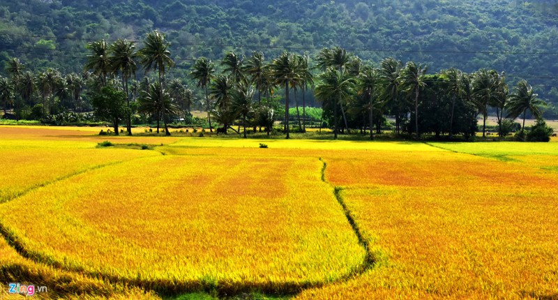 Gạo xay bột từ lúa đồng bào Duyên Hải.