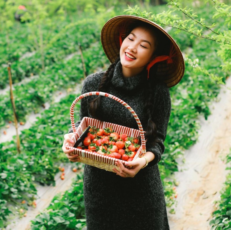 Phoenix Farm là trang trại thủy canh kết hợp trồng cây ăn quả và thủy canh hữu cơ trong nhà kính.