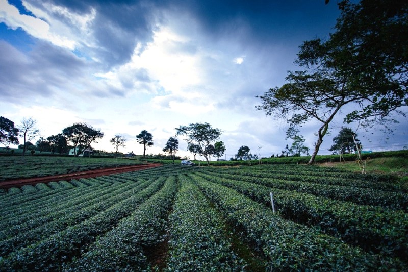 Đồi chè Tâm Châu Bảo Lộc đẹp mê hồn với những hàng chè xanh ngắt trải dài bất tận.