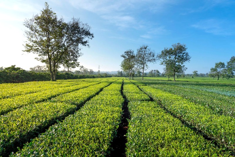 Đồi chè Biển Hồ, điểm đến nổi tiếng trong chuyến du lịch Pleiku - Kon Tum 3N3D, thu hút du khách bởi vẻ đẹp độc đáo và từng xuất hiện trong nhiều tác phẩm nghệ thuật.