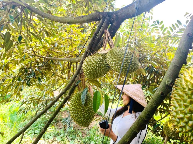 Sầu riêng Lái Thiêu: to, dài, thơm nức mũi!