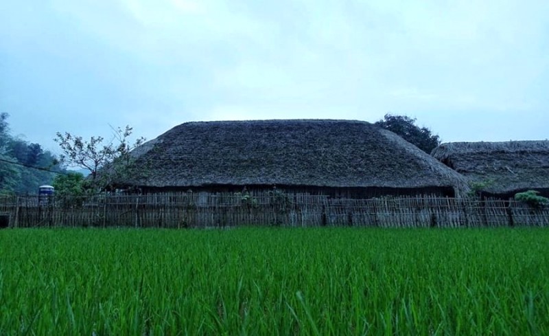 Đồng lúa xanh ngát quanh homestay 