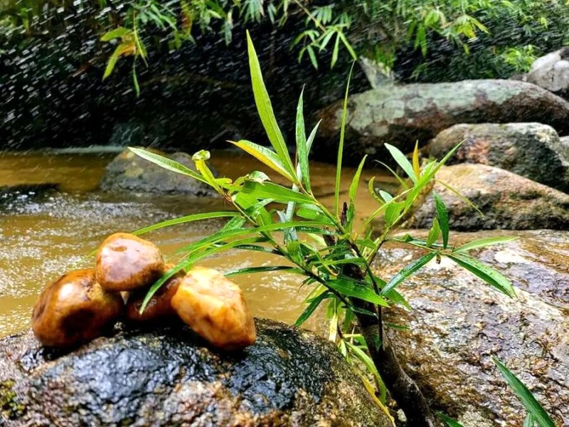 Làng Nhỏ (Hồ Láng Nhớt) - thiên nhiên yên bình, nhẹ nhàng, lý tưởng nghỉ dưỡng.