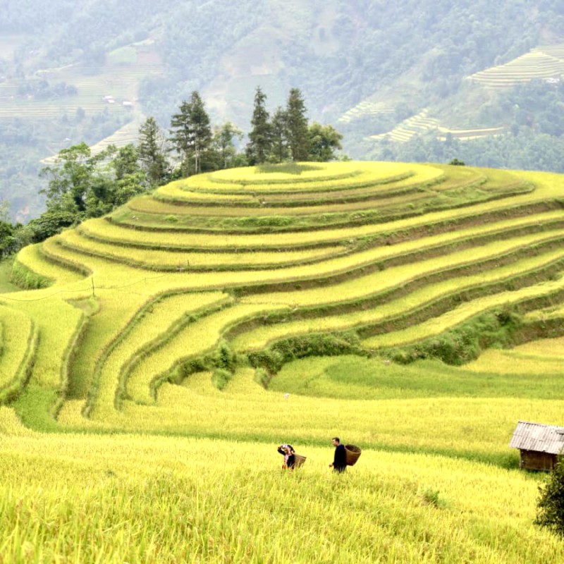 Hoàng Su Phì mùa lúa chín: đẹp mê hồn!