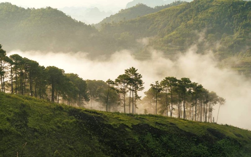 Đường đến đồi thông Phương Bối, khung cảnh đẹp mê hồn.