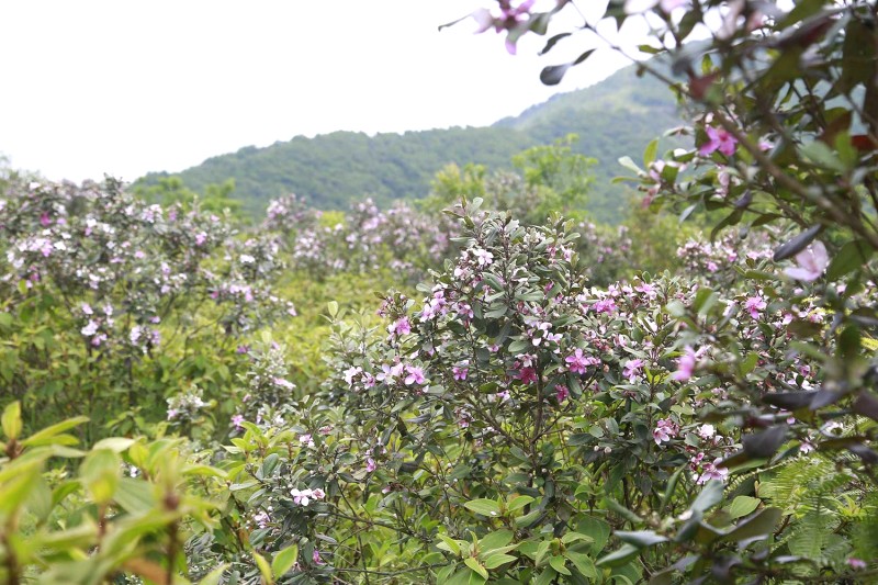 Đồi sim Măng Đen bạt ngàn, mênh mông (Kon Plông).