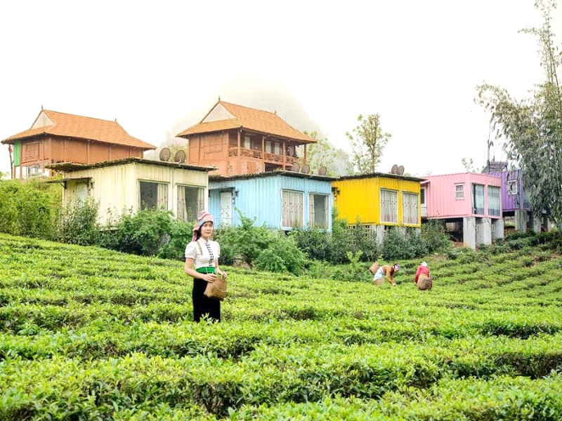 Hóa thân nàng thơ vùng cao, hái chè Moc Chau Arena Village!