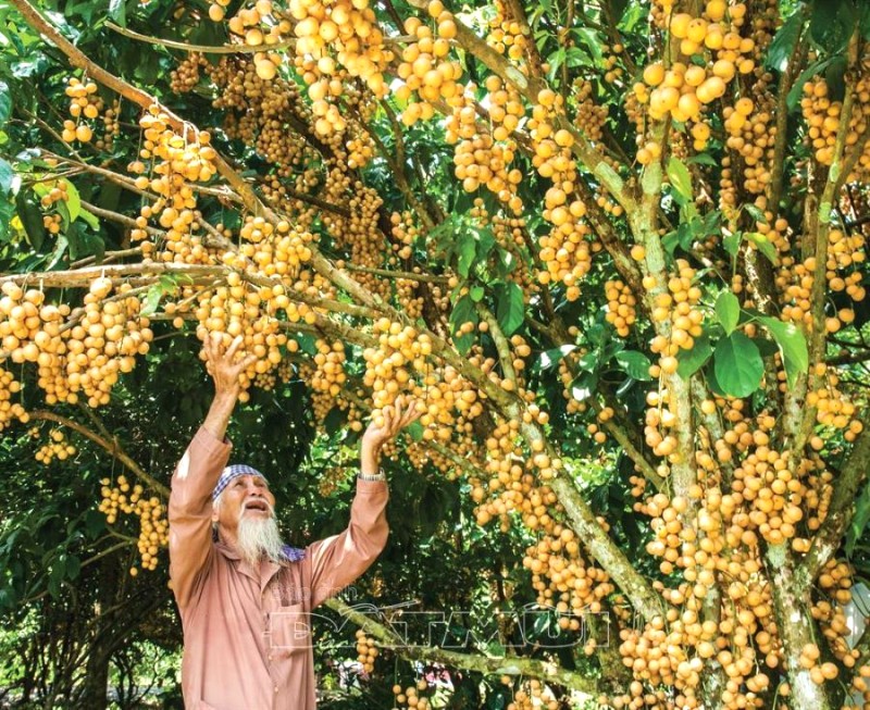 Mùa dâu về, người dân Đất Mũi vui mừng.