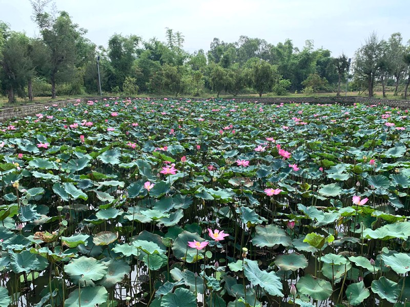 Hồ sen thơm ngát, tươi tốt quanh năm, mang đến cảm giác thư thái.