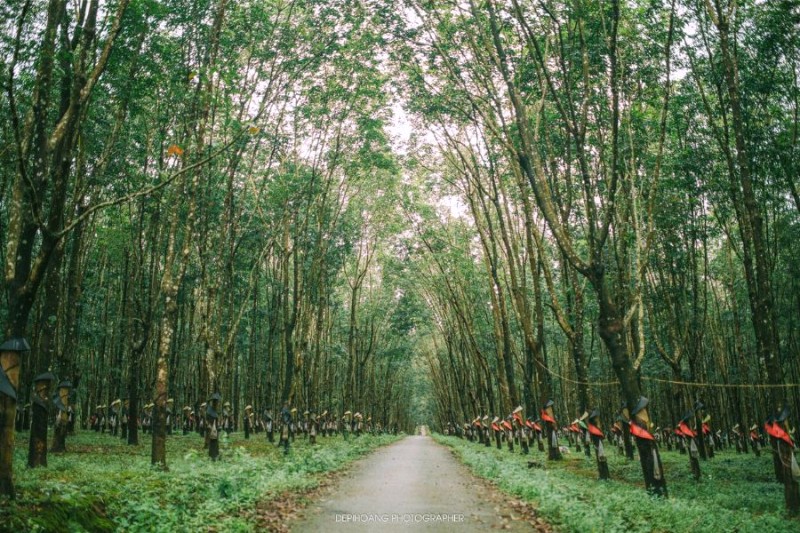 Kon Tum, đồi cao su ẩn hiện bình yên dưới nắng và mây.