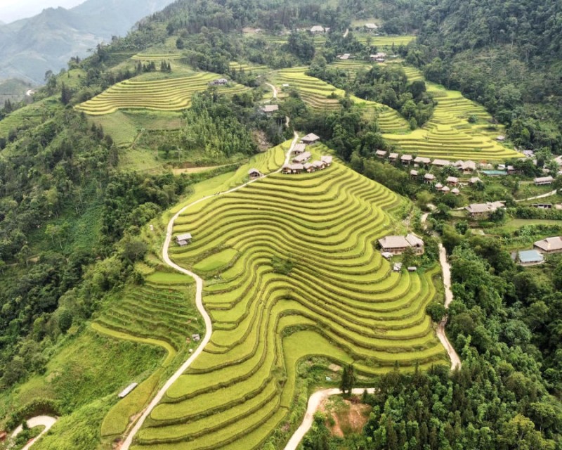 Săn mùa vàng Hoàng Su Phì: Mê hoặc du khách!