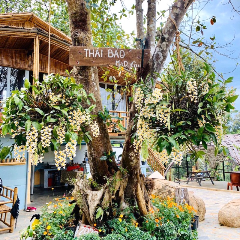 Gốc cây nhà cafe Thái Bảo thay đổi theo mùa, hè đến là mùa lan nở rộ đẹp nhất.