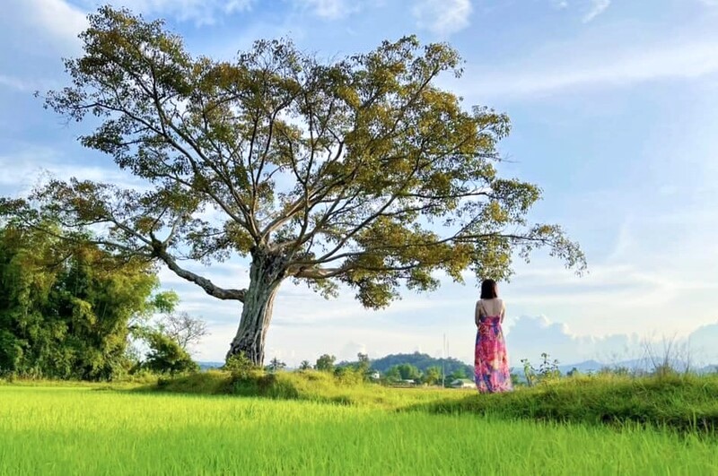 Mùa lúa chín, không gian ngập sắc xanh mơn mởn. Cây cô đơn cũng bừng lên sức sống với tán lá xum xuê.