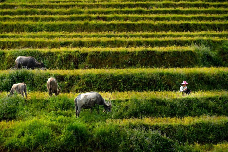 Nguyễn Nhật Minh say đắm trước vẻ đẹp mê hồn của ruộng bậc thang Sapa và chợ phiên Y Tý độc đáo trong chuyến du lịch vừa qua.