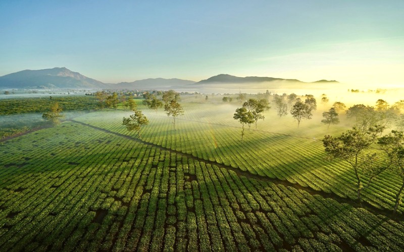 Biển Hồ Chè xanh ngút ngàn.