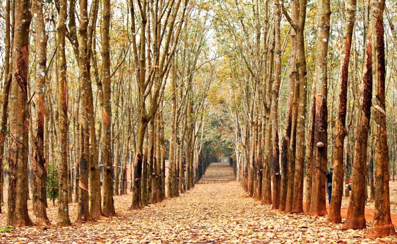 Hàng cây cao su thẳng tắp, cao vút trải dài.