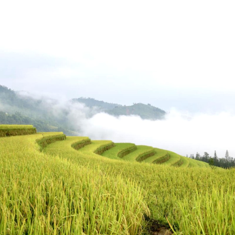 Biển mây trắng xóa, bao phủ thửa ruộng bậc thang, tạo nên khung cảnh vừa yên bình, vừa huyền ảo.