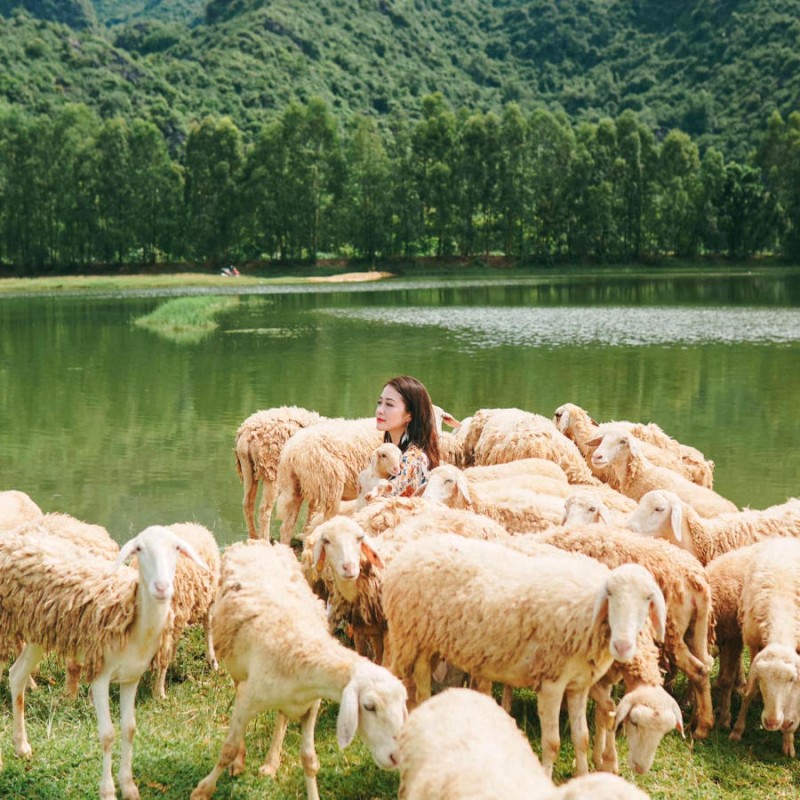 Nơi đây không chỉ là đồi chăn cừu, còn là điểm du lịch hấp dẫn.