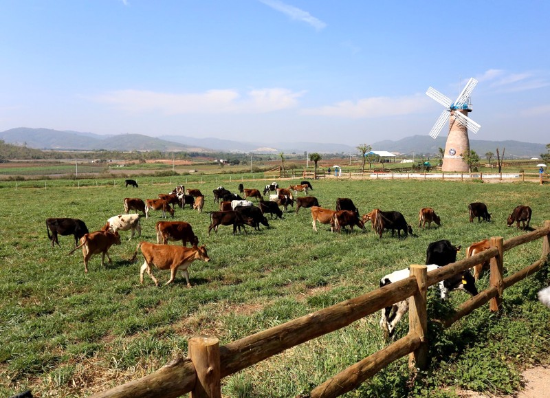 Trang trại Vinamilk Organic Milk Farm nuôi thả 50 con bò.