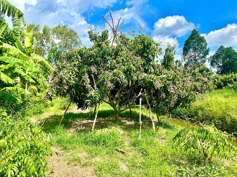 Cuối năm, nhãn bắt đầu chín, thời điểm lý tưởng để du lịch.