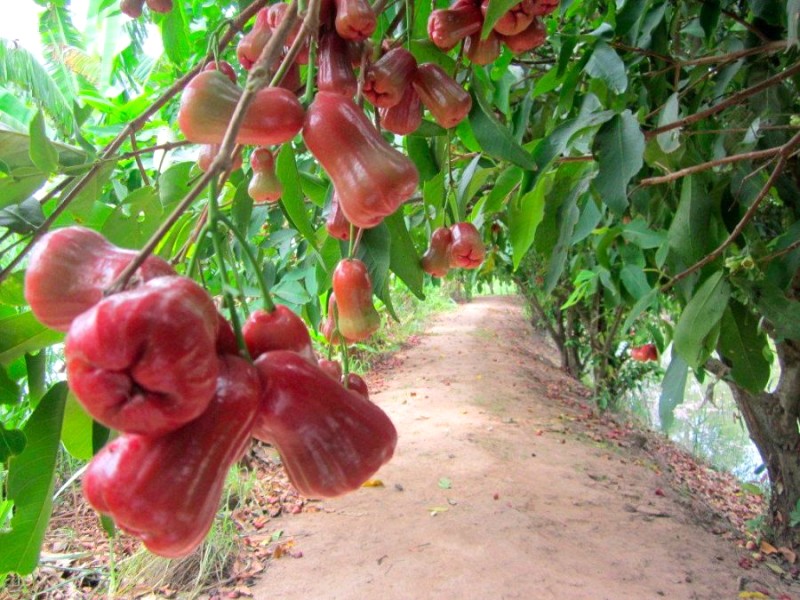 Kết thúc ngày vui tại Làng Bè, bạn sẽ khám phá Khu du lịch sinh thái Phú An Khang, hòa mình vào thiên nhiên với những hoạt động hấp dẫn như bơi xuồng, đi cầu tre, tát mương bắt cá, chế biến món ngon đặc sản,...